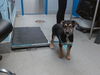 adoptable Dog in  named MAVERICK
