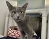 adoptable Cat in  named GRACIE
