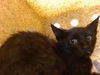 adoptable Cat in , NM named BYERS