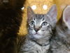 adoptable Cat in  named JELLY