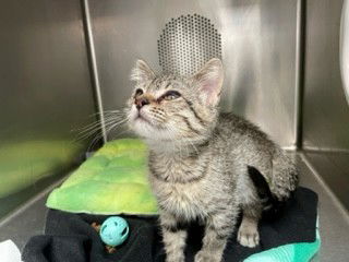 adoptable Cat in Albuquerque, NM named NUGGET