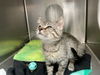 adoptable Cat in  named NUGGET