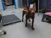 adoptable Dog in  named RED