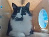adoptable Cat in  named EMERALD