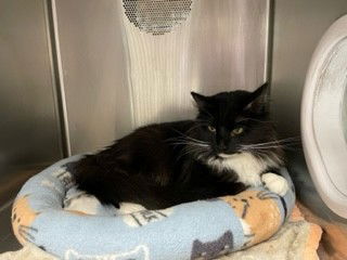 adoptable Cat in Albuquerque, NM named DIAMOND
