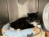 adoptable Cat in  named DIAMOND