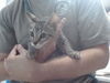 adoptable Cat in , NM named BOBBIE