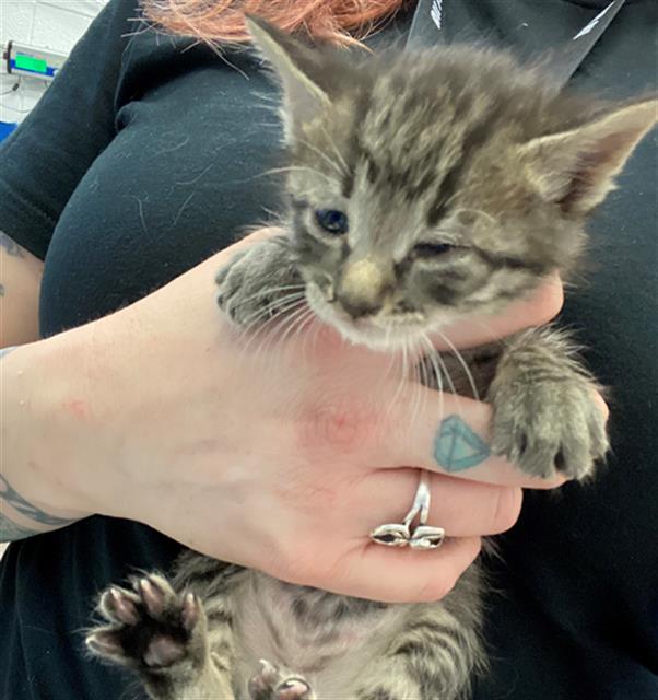 adoptable Cat in Albuquerque, NM named MUFFIN