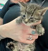 adoptable Cat in  named MUFFIN