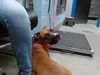 adoptable Dog in , NM named SHAYLA