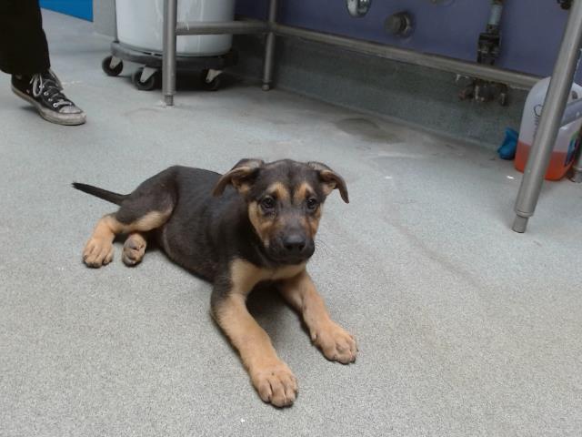 adoptable Dog in Albuquerque, NM named EMERALD