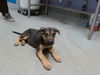 adoptable Dog in  named EMERALD