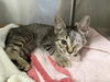 adoptable Cat in  named RAZ