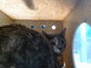 adoptable Cat in  named DEB