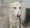 adoptable Dog in  named SUE