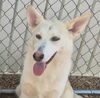 adoptable Dog in , NM named SUE