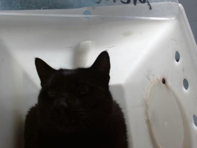 adoptable Cat in Albuquerque, NM named GUMMIE BEAR