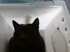 adoptable Cat in  named GUMMIE BEAR