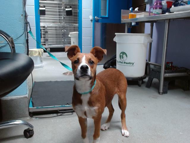 adoptable Dog in Albuquerque, NM named SHADOW