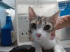adoptable Cat in  named DAISY