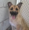 adoptable Dog in , NM named SANDI