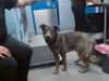 adoptable Dog in  named FELIX