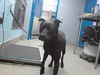 adoptable Dog in  named TONY
