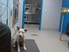 adoptable Dog in , NM named SKYE