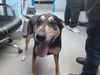 adoptable Dog in  named RILEY