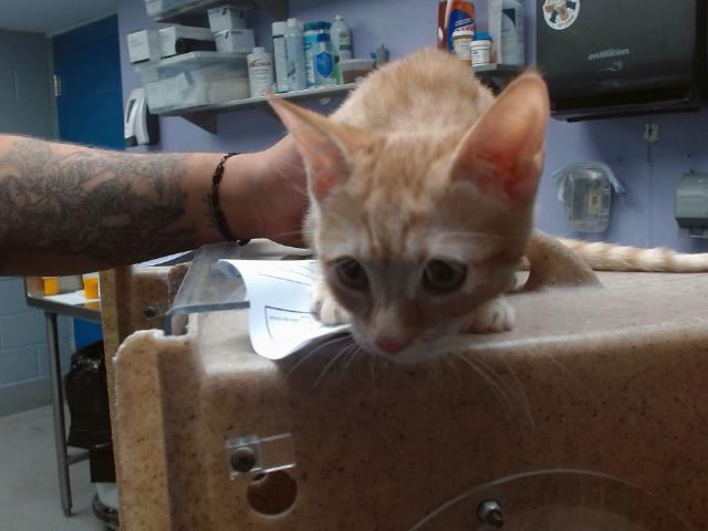 adoptable Cat in Albuquerque, NM named FRANCY