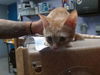 adoptable Cat in  named FRANCY