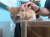 adoptable Cat in  named FRANCO