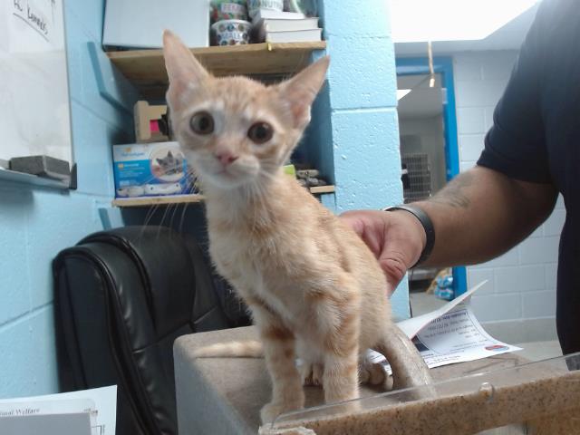adoptable Cat in Albuquerque, NM named FAIRY