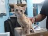 adoptable Cat in  named FAIRY