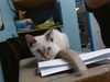 adoptable Cat in  named FAUNNA