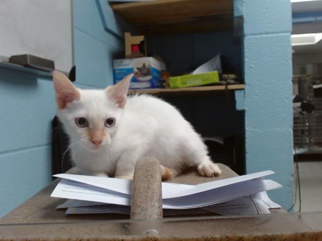 adoptable Cat in Albuquerque, NM named FRANKIE