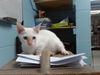 adoptable Cat in  named FRANKIE