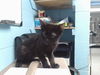 adoptable Cat in  named FRED