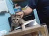 adoptable Cat in  named FARCY