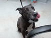 adoptable Dog in  named TIRAMISU