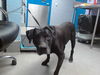 adoptable Dog in  named HERMIONE