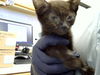 adoptable Cat in , NM named AZURDA