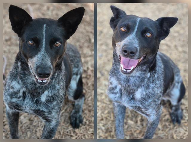 adoptable Dog in Albuquerque, NM named BEAUTY