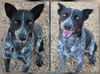 adoptable Dog in , NM named BEAUTY