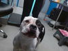 adoptable Dog in , NM named BERTHA