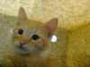 adoptable Cat in  named BART