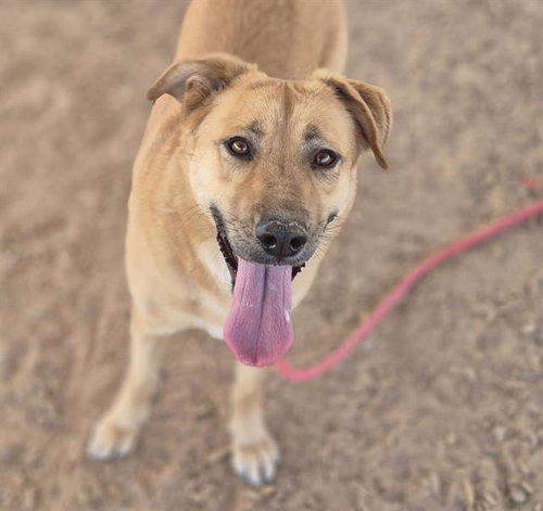 PEACHES - German Shepherd Dog available for adoption