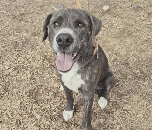 CAMERON - Labrador Retriever available for adoption