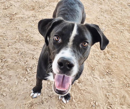 LACO - Labrador Retriever available for adoption