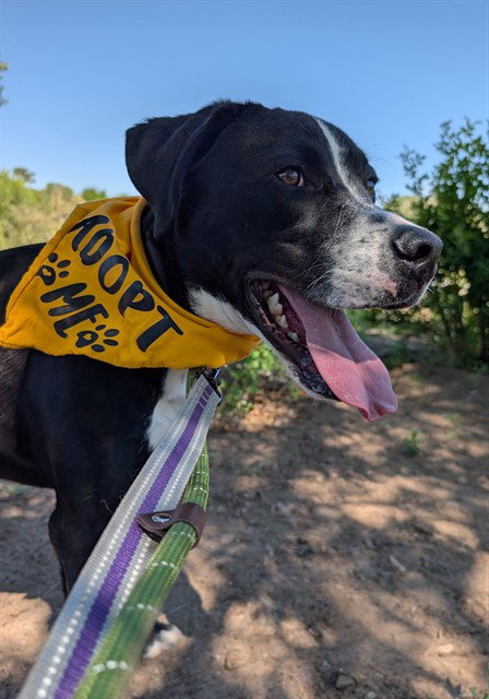 LACO, an adoptable Labrador Retriever in Albuquerque, NM